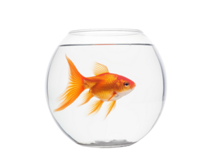 A vibrant goldfish with delicate fins and scales, swimming gracefully on a transparent background. Generative AI