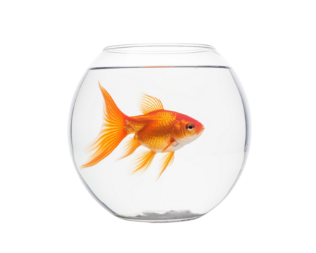 A vibrant goldfish with delicate fins and scales, swimming gracefully on a transparent background. Generative AI