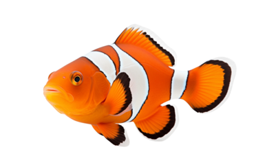 A vibrant clownfish with striking orange and white stripes, isolated on a transparent background. Generative AI 