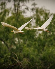 White cattle egrets soaring in the sky over a lush landscape