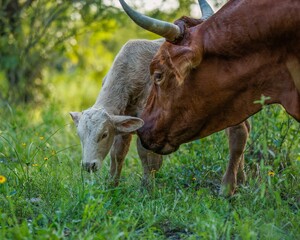 Mother cow and her young calf grazing in a lush green field under a canopy of tall trees