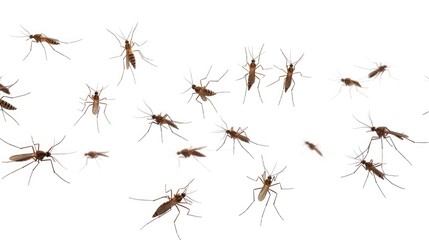 A group of mosquitos flying in the air. Suitable for educational materials