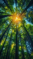 Naklejka premium A peaceful grove of towering redwood trees.Professional photographer perspective