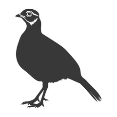 Obraz premium silhouette quail animal black color only full body