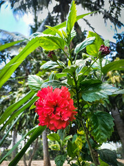 fresh natural tropical red or pink hibiscus flower blooming in green leaves,selective focus on...