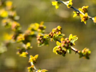 Spirea in early spring