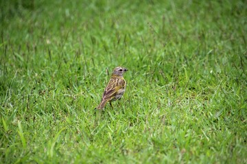 Fototapeta premium ave canário da terra - Sicalis flaveola