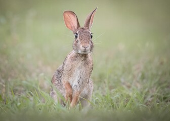 Naklejka na ściany i meble Selective focus of an Eastern cottontail rabbit, Sylvilagus floridanus on a grass