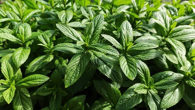 Fresh mint leaves on a sunny day