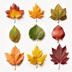 A collection of autumn leaves are arranged in a row, with some being green