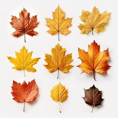 A collection of yellow and brown leaves are arranged in a grid