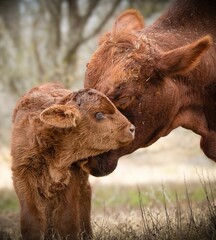 Portrait of a mother cow showing love to its baby calf