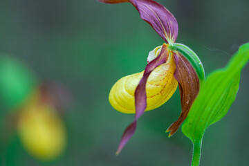 Soft focus, defocused background. Spring flowers lady's slipper orchid.