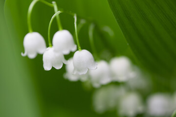 Soft focus, defocused background. Spring flowers lilies of the valley.
