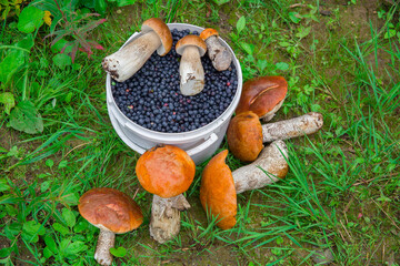 Berries and mushrooms collected in the forest.