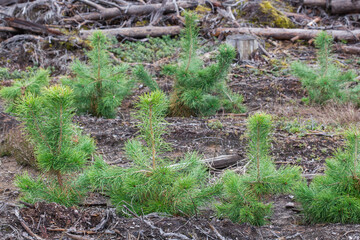 Young pine trees. planted by man.