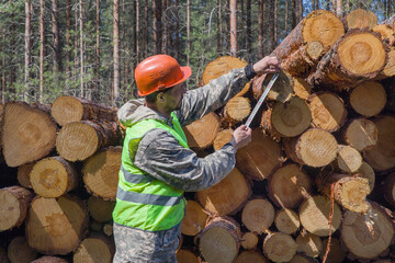 A man works in a cutting area, measuring the diameter. Wood harvesting concept.