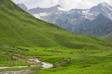 Livestock grazes in an alpine meadow.