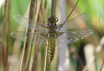 Plattbauch-  Broad-bodied Chaser