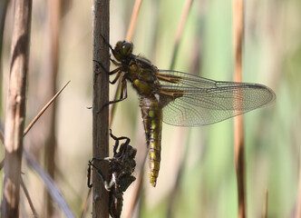 Plattbauch-  Broad-bodied Chaser