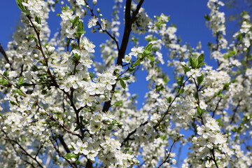Cherry blossom in spring garden on blue sky background. White flowers and young green leaves on a branch