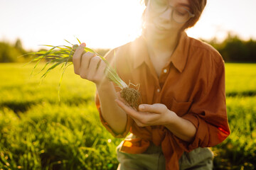 Farmer hand touches green leaves of young wheat in the field. Concept of natural farming,...
