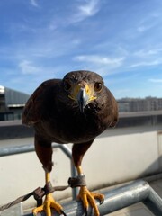 Rapace, aquila di herris, poiana, falco, falconeria, dissuasore, falconiere, cacciatore, primo piano, becco, artigli, piume, piumaggio, predatore, simbiosi, attacco, uccello, volatile, manette, carne,