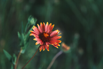 indian blanket, Gaillardia pulchella
