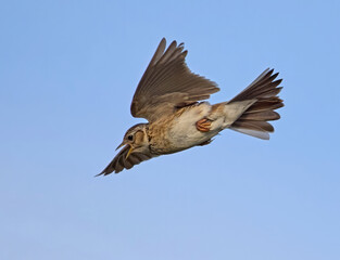 Eurasian skylark (Alauda arvensis)