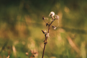 a flower gone to seed