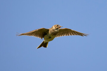 Eurasian skylark (Alauda arvensis)