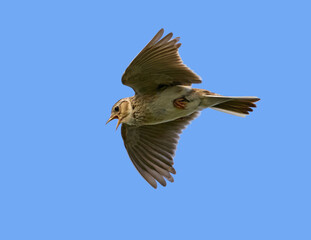 Eurasian skylark (Alauda arvensis)