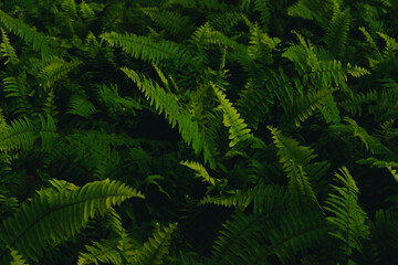 Fototapeta na wymiar Green fern leaves in the forest. Natural green background. Close up.