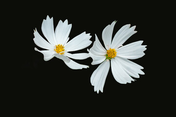 White cosmos flower isolated on black background with clipping path. (Cosmos bipinnatus)