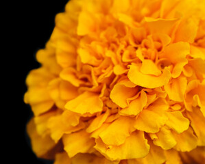 Closeup of marigold flower isolated on black background.