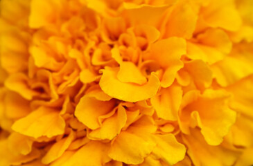 closeup of Marigold flower as background.