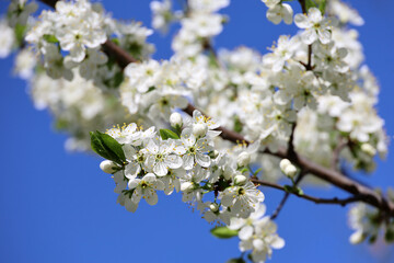 Obraz premium Cherry blossom in spring garden on blue sky background. White flowers and young green leaves on a branch