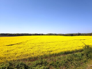 Rapsfeld in Schleswig Holstein