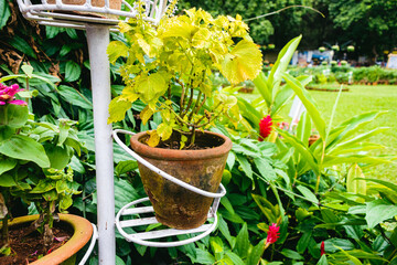 Beautiful flower pot decoration in garden,