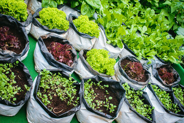 Organic hydroponic vegetable cultivation in plastic bag,