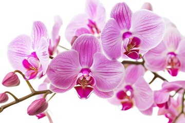 Fototapeta na wymiar Pink orchid flowers isolated on a white background.