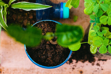 Plant seedlings in a pot on a wooden table, top view