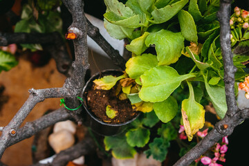 Flowers and plants in pots on the terrace, stock photo