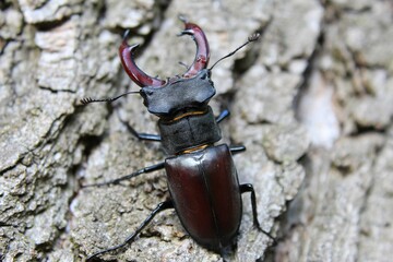 A large and beautiful stag beetle on the bark of a very old tree