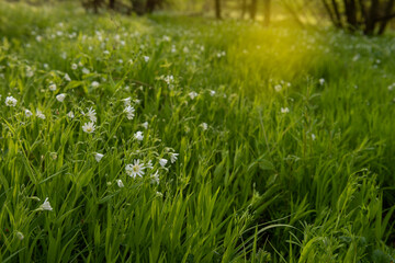 lush bloom of white wildflowers on a meadow iin the spring forest

