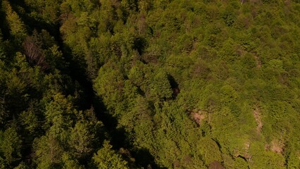 forest in Transylvania 