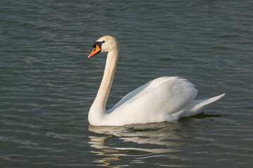 White swan in the lake with blue dark background