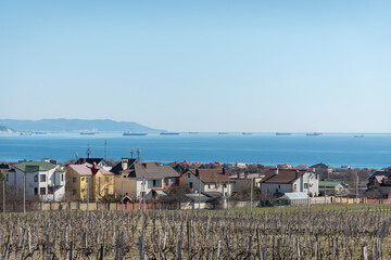 Rows of vineyards in early spring against the backdrop of the sea and ships
