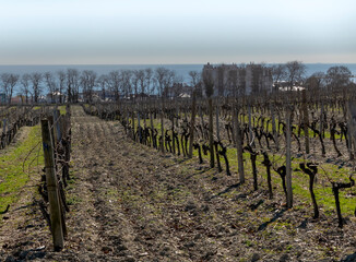 Rows of vineyards in early spring in Kuban - obrazy, fototapety, plakaty