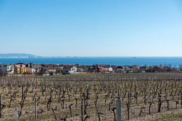 Rows of vineyards in early spring against the backdrop of the sea and ships